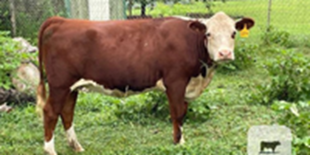 1 Hereford Cross Rep. Heifer... Northeast AL