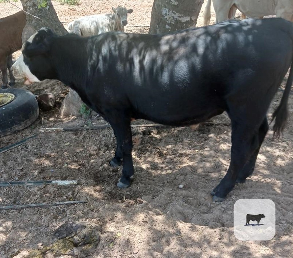 Cattle Range Listing Photo