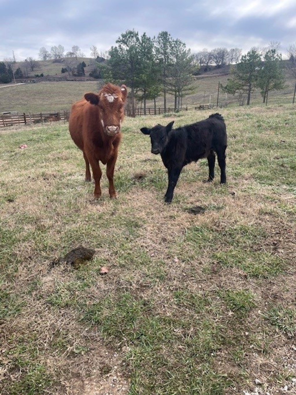 Cattle Range Listing Photo