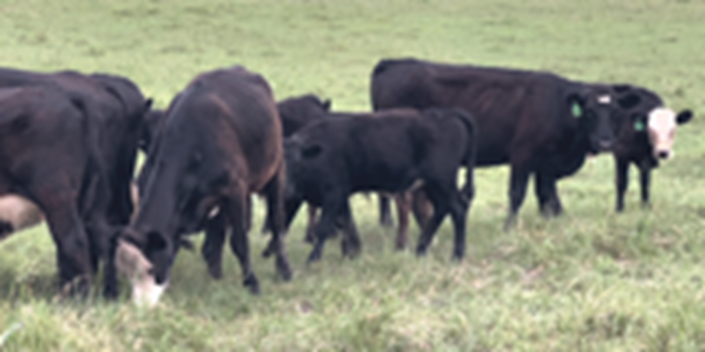 7 Angus Baldy 1st-Calf Pairs... Central TX