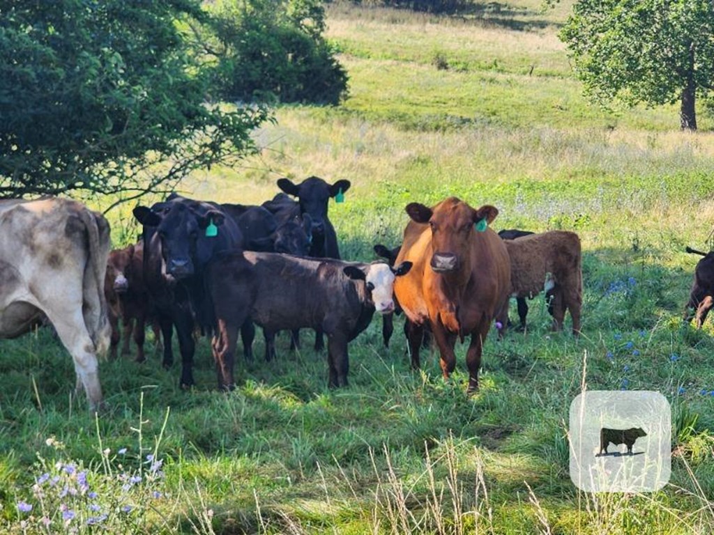 Cattle Range Listing Photo