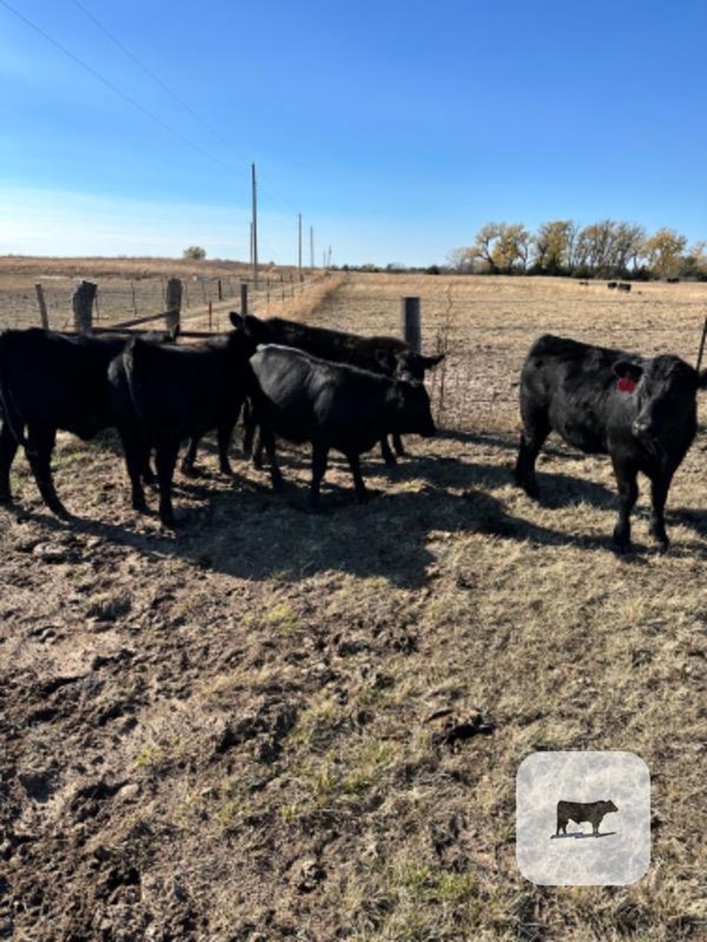 Cattle Range Listing Photo