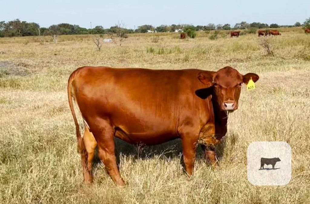 Cattle Range Listing Photo