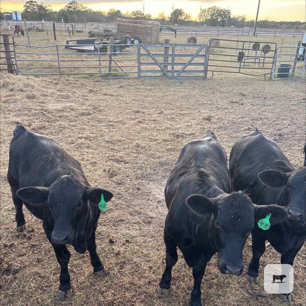 Cattle Range Listing Photo