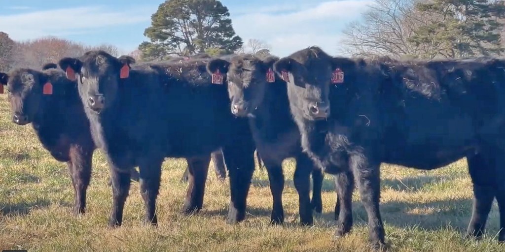 Cattle Range Listing Photo