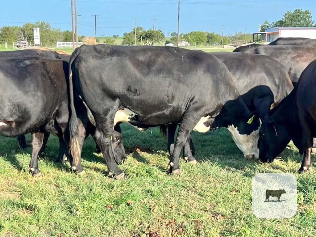 Cattle Range Listing Photo