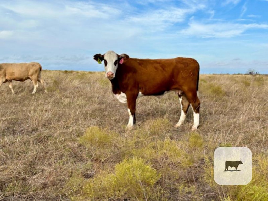 Cattle Range Listing Photo