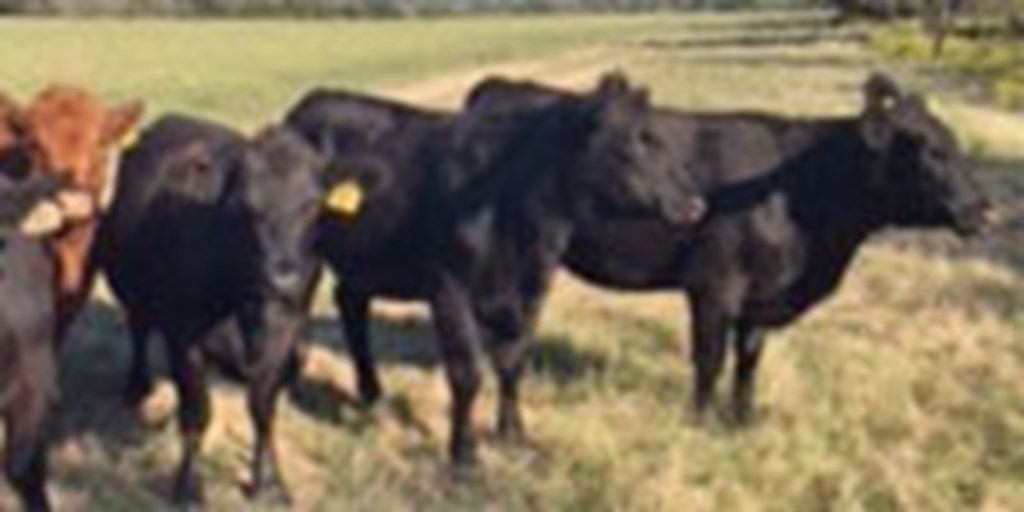 14 Angus Bred Heifers... Central TX