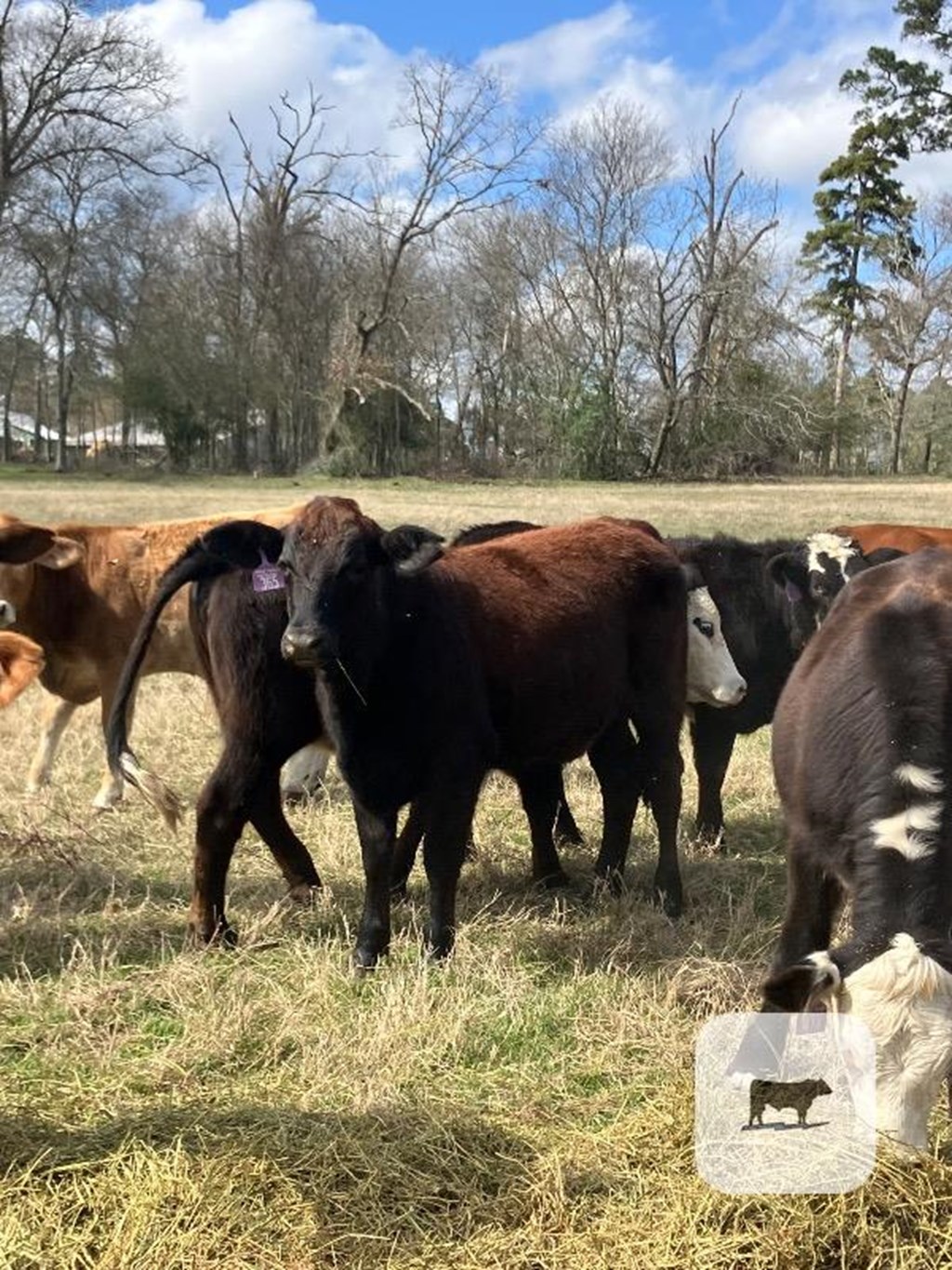 Cattle Range Listing Photo