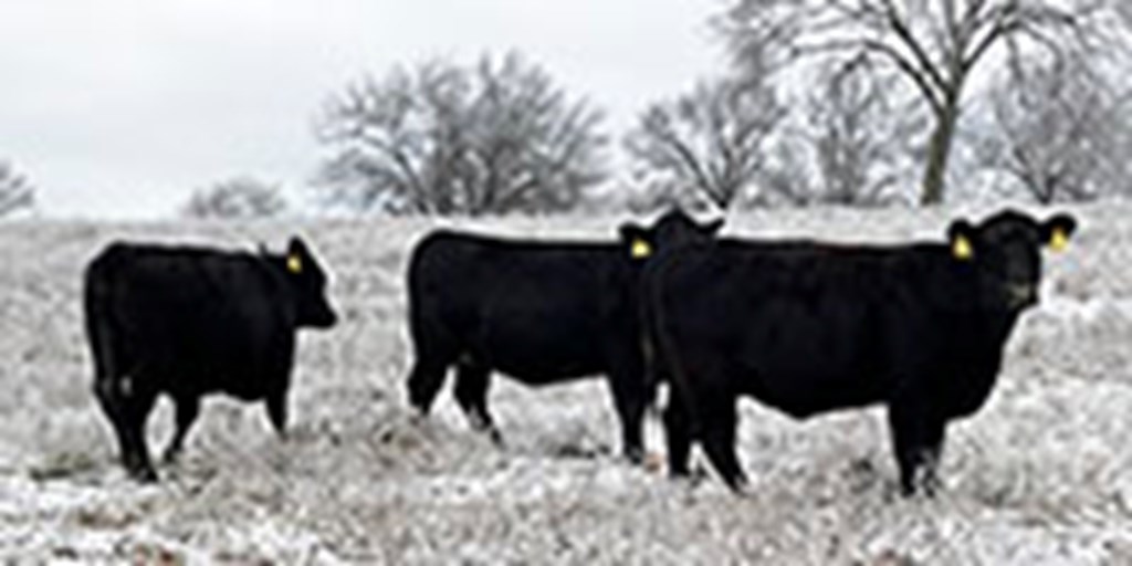 24 Angus Bred Heifers... Southwest MO