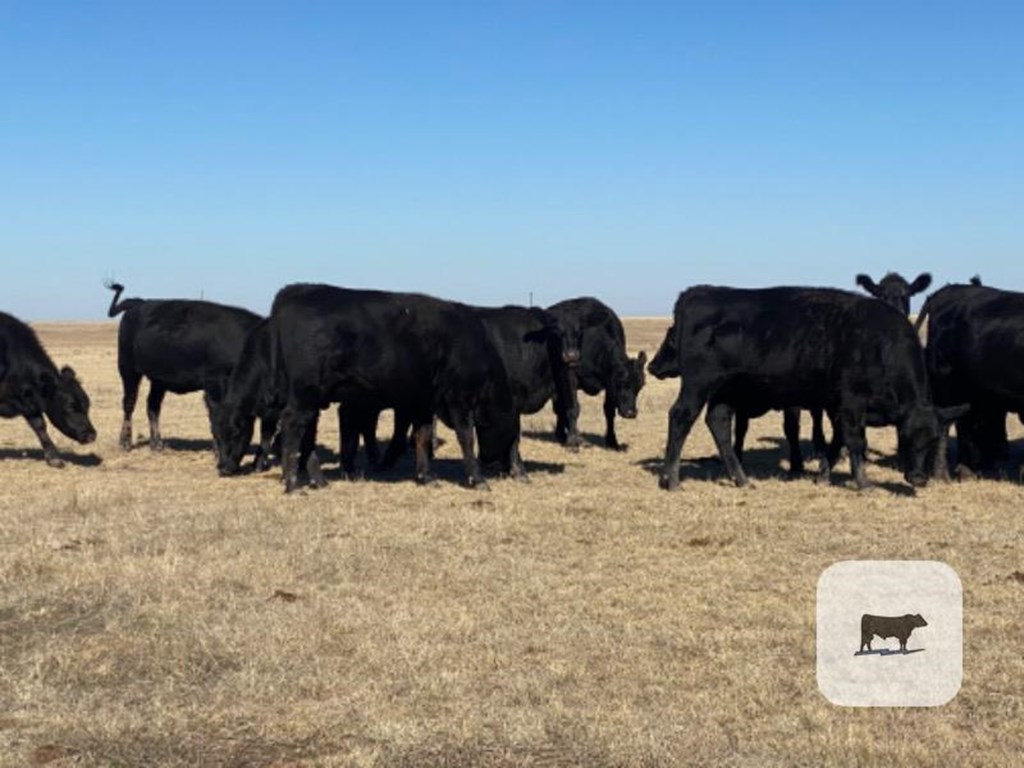 Cattle Range Listing Photo