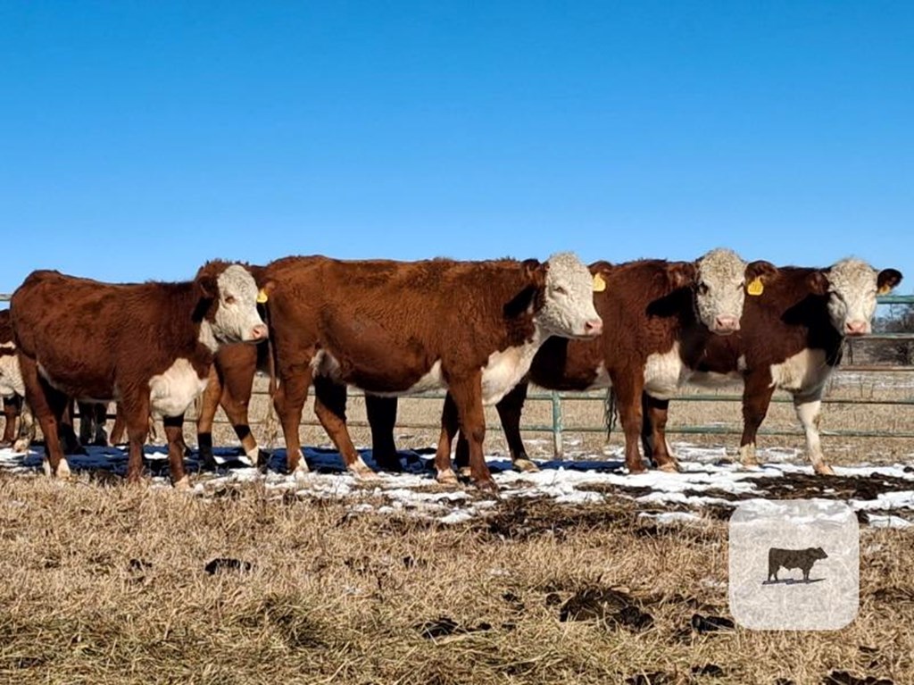 Cattle Range Listing Photo