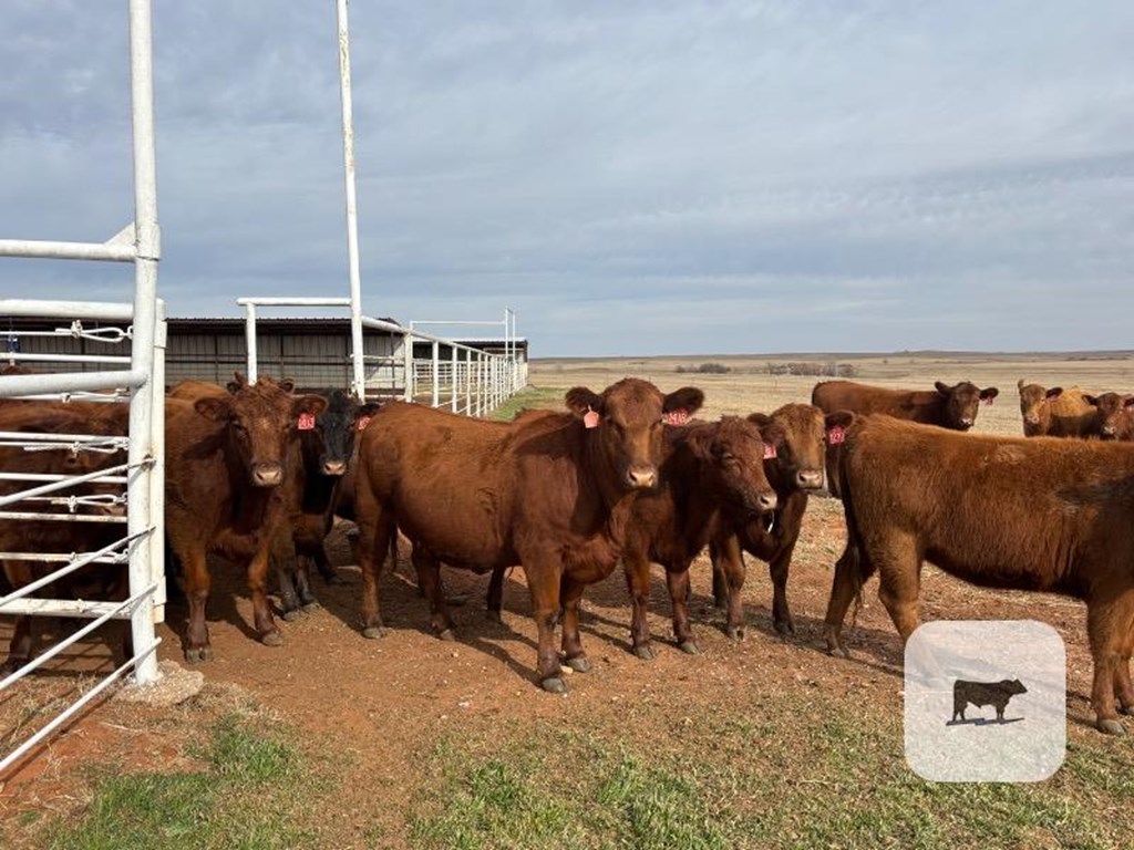 Cattle Range Listing Photo