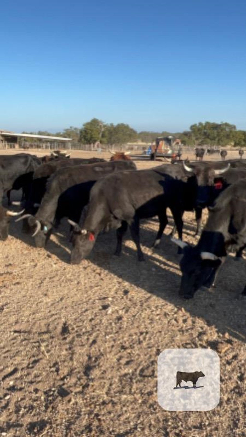 Cattle Range Listing Photo