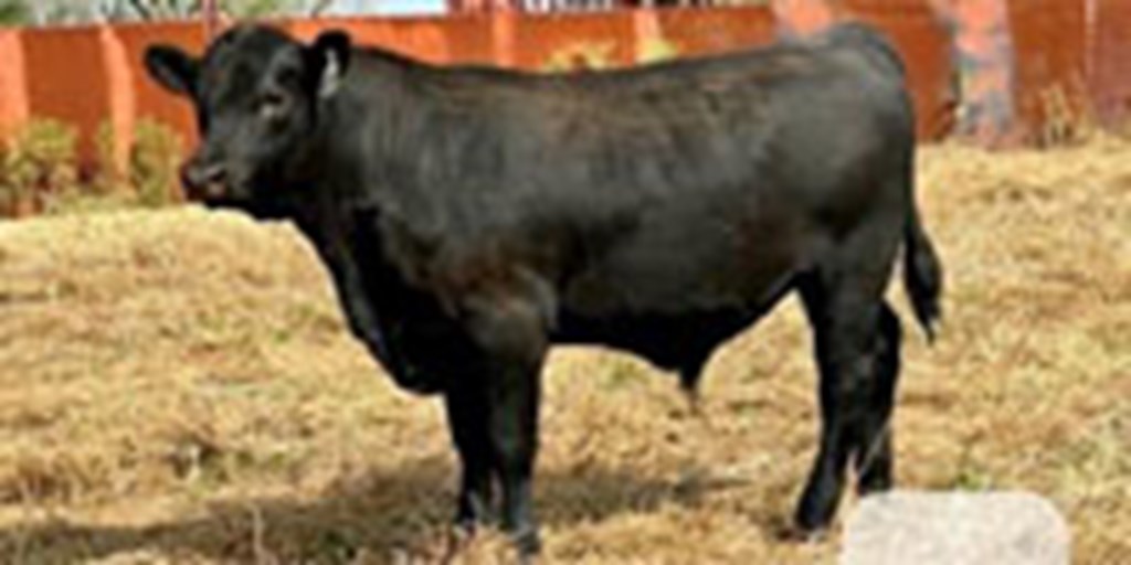 17 Reg. Angus Bull Calves... TX South Plains