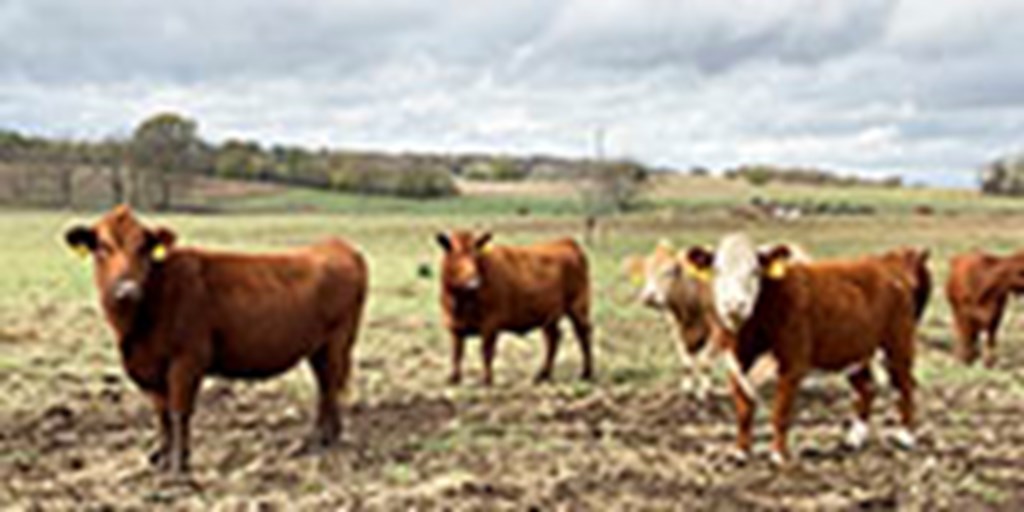 40 Angus, BWF, Red Angus, RWF, Hereford & Charolais Cross Open Cows... Southwest MO