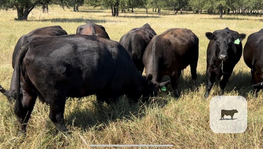 Cattle Range Listing Photo