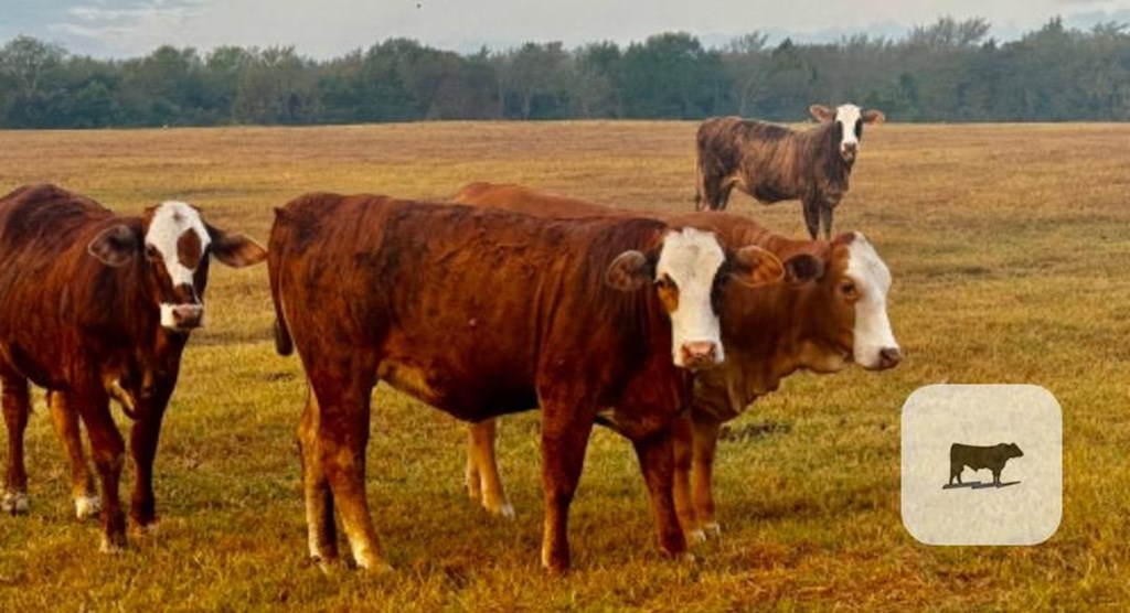 Cattle Range Listing Photo