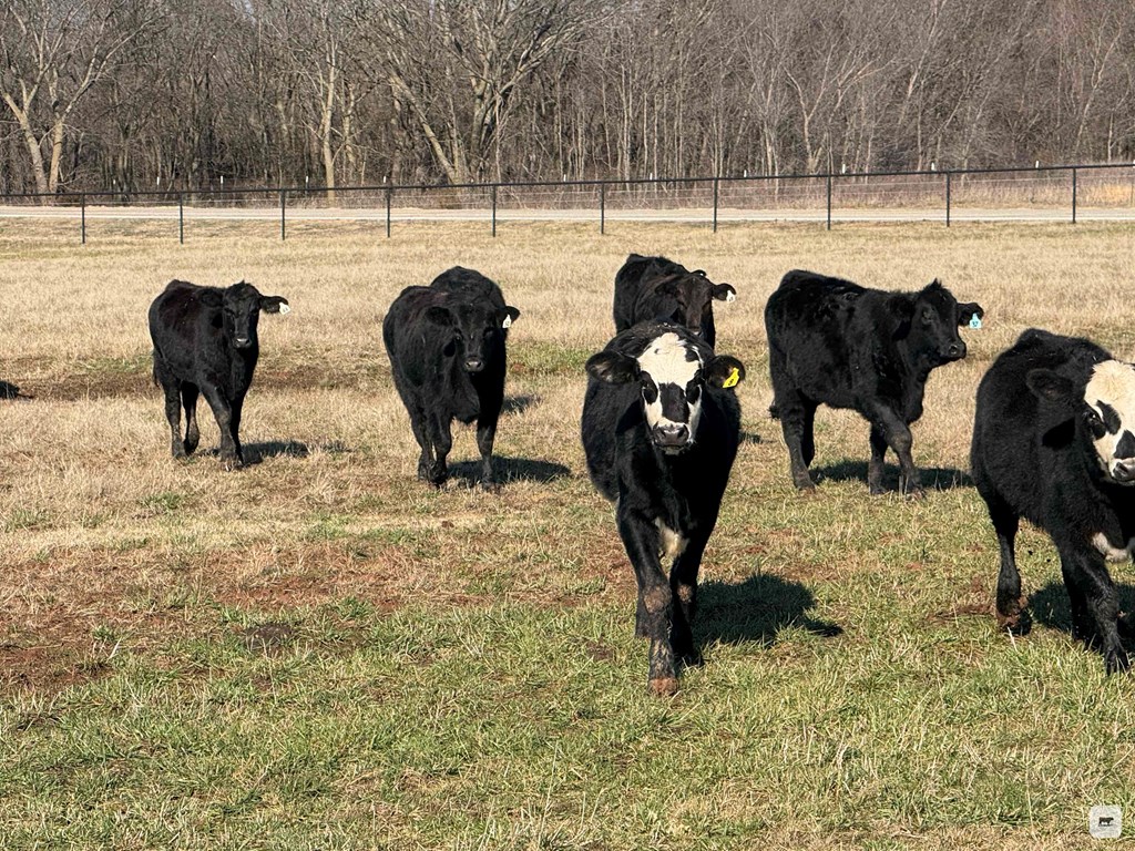 Cattle Range Listing Photo