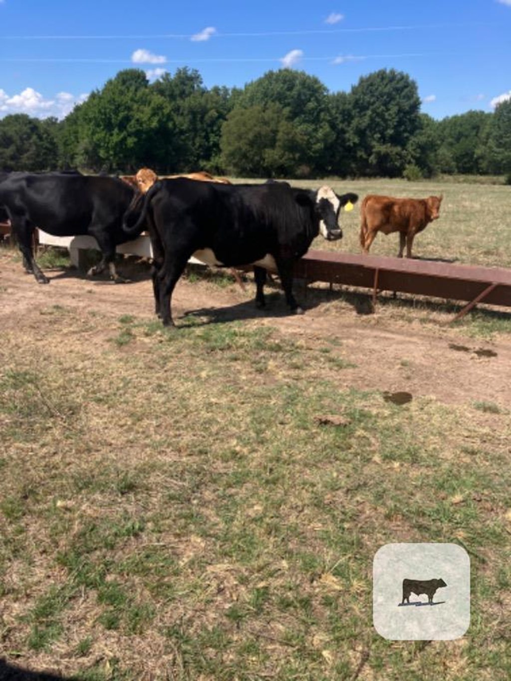 Cattle Range Listing Photo