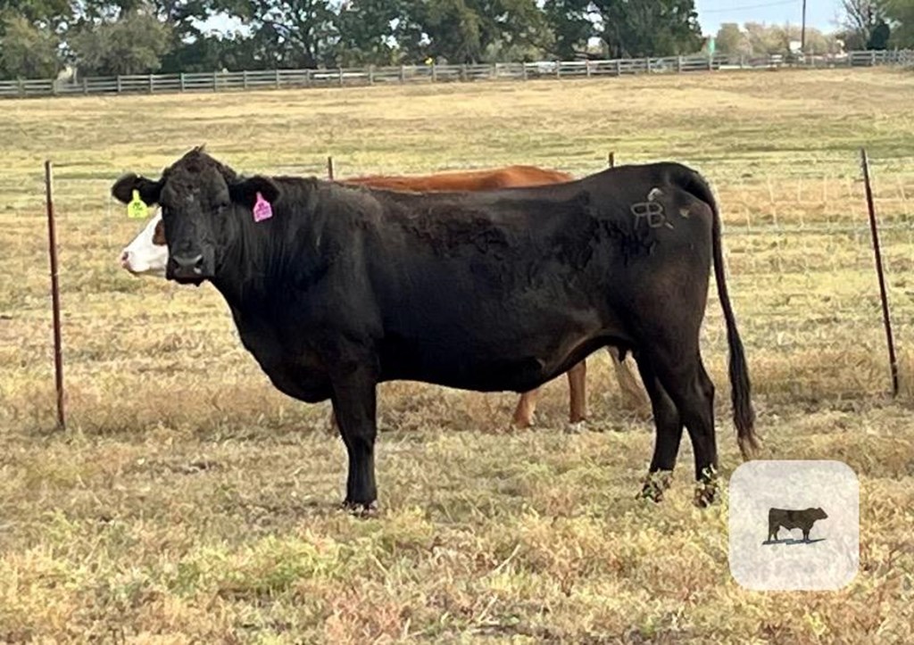 Cattle Range Listing Photo