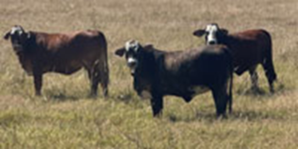 75 Braford/Tigerstripe Bred Heifers... Central TX