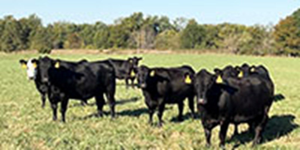 40 Angus & Angus Cross 'BWF' Cows... Southwest MO