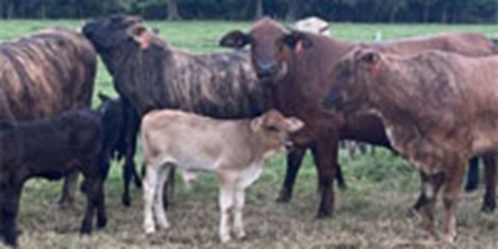 15 Brahman Cross 1st-Calf Pairs... Southeast LA