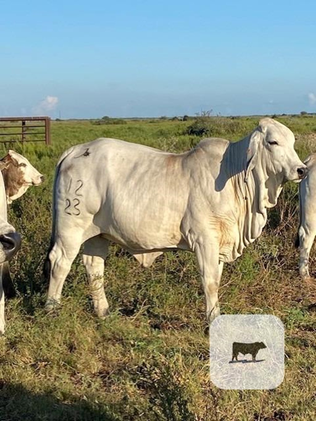 Cattle Range Listing Photo