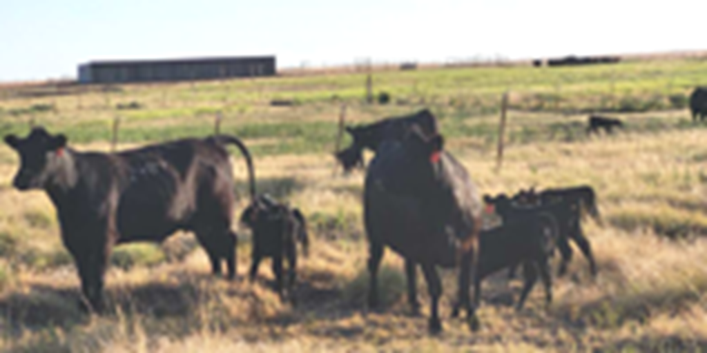 50 Angus 1st-Calf Heifers w/ 25+ Calves... Southwest OK