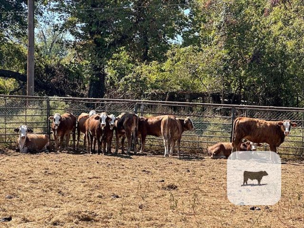 Cattle Range Listing Photo