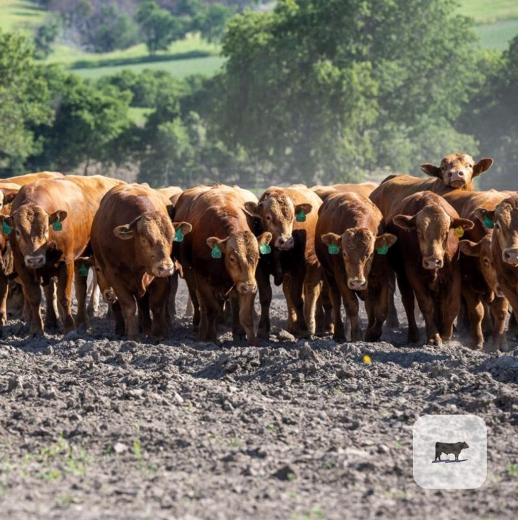 Cattle Range Listing Photo