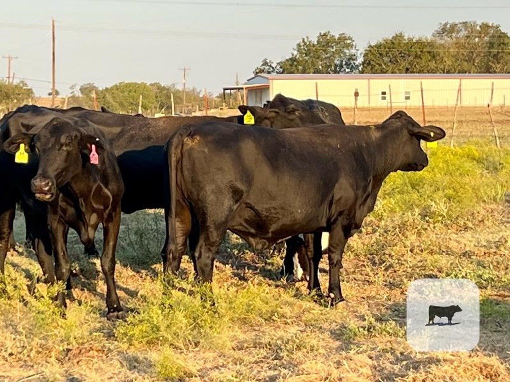 Cattle Range Listing Photo