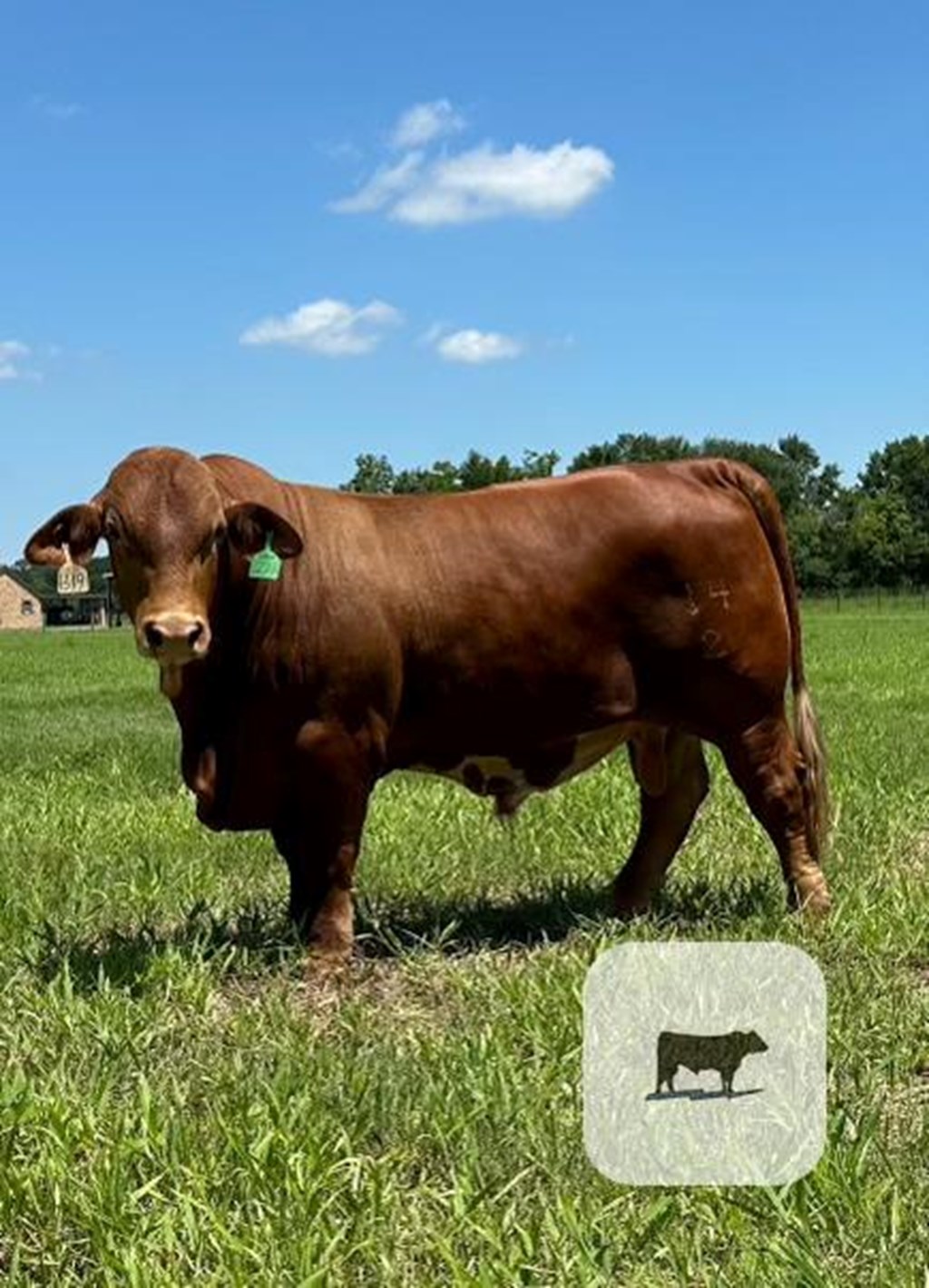 Cattle Range Listing Photo