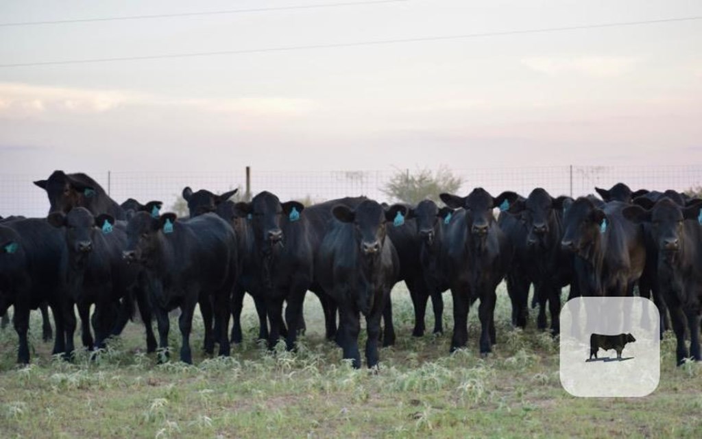 Cattle Range Listing Photo