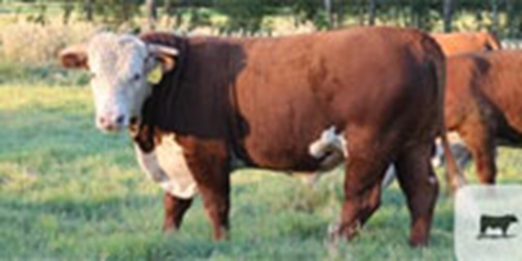 9 Reg. Line One Hereford Bulls... Northeast TX