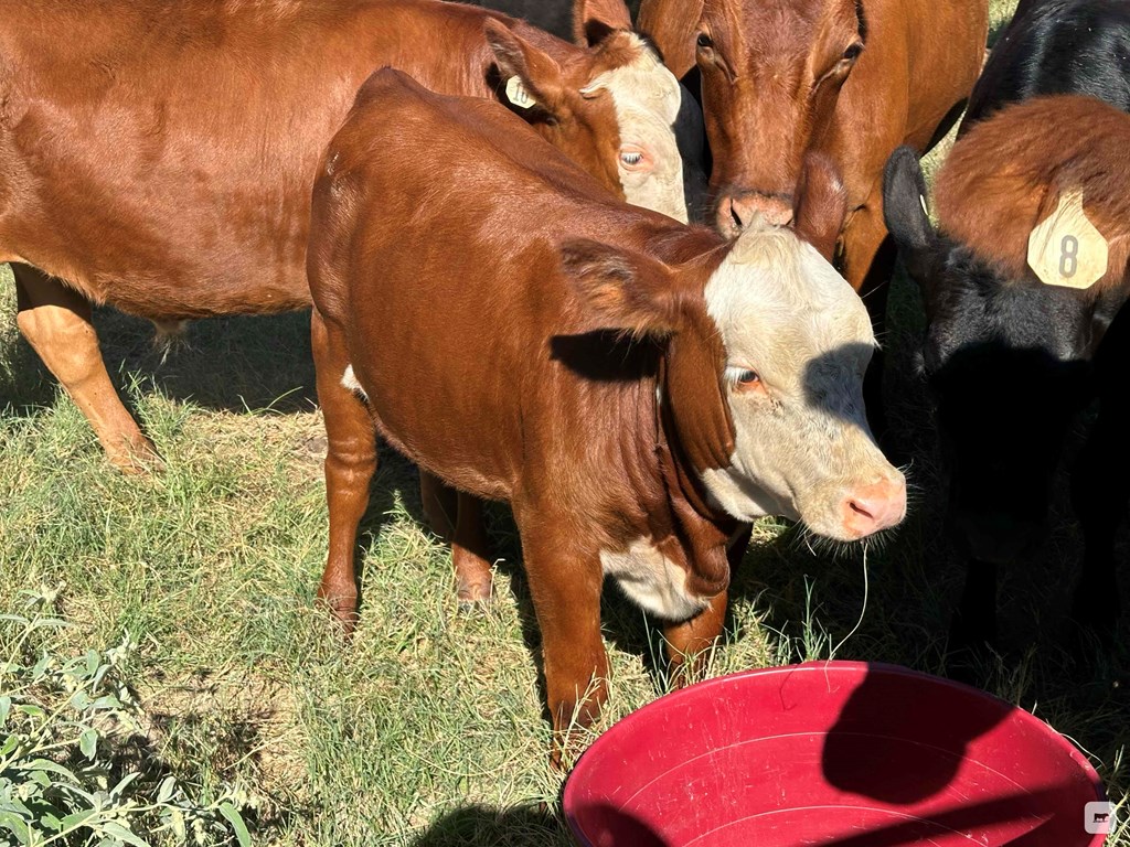 Cattle Range Listing Photo