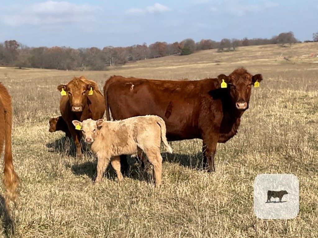 Cattle Range Listing Photo