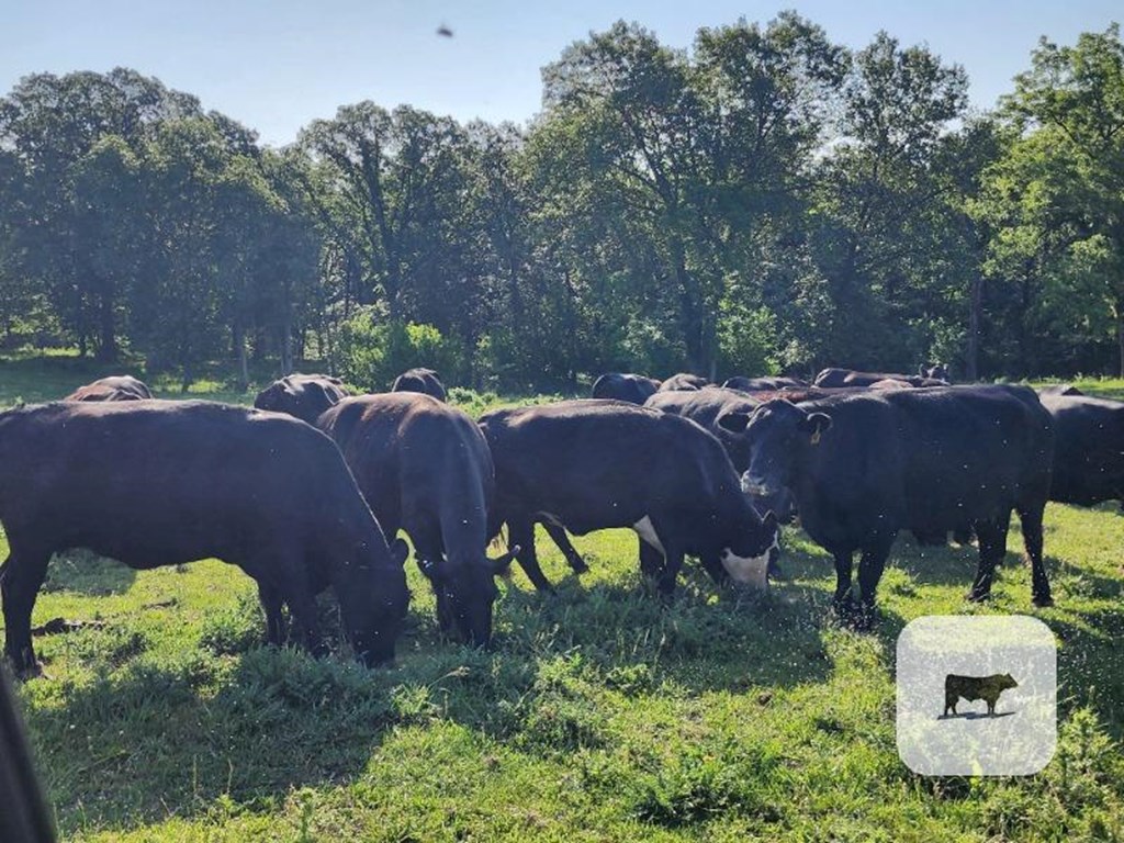 Cattle Range Listing Photo