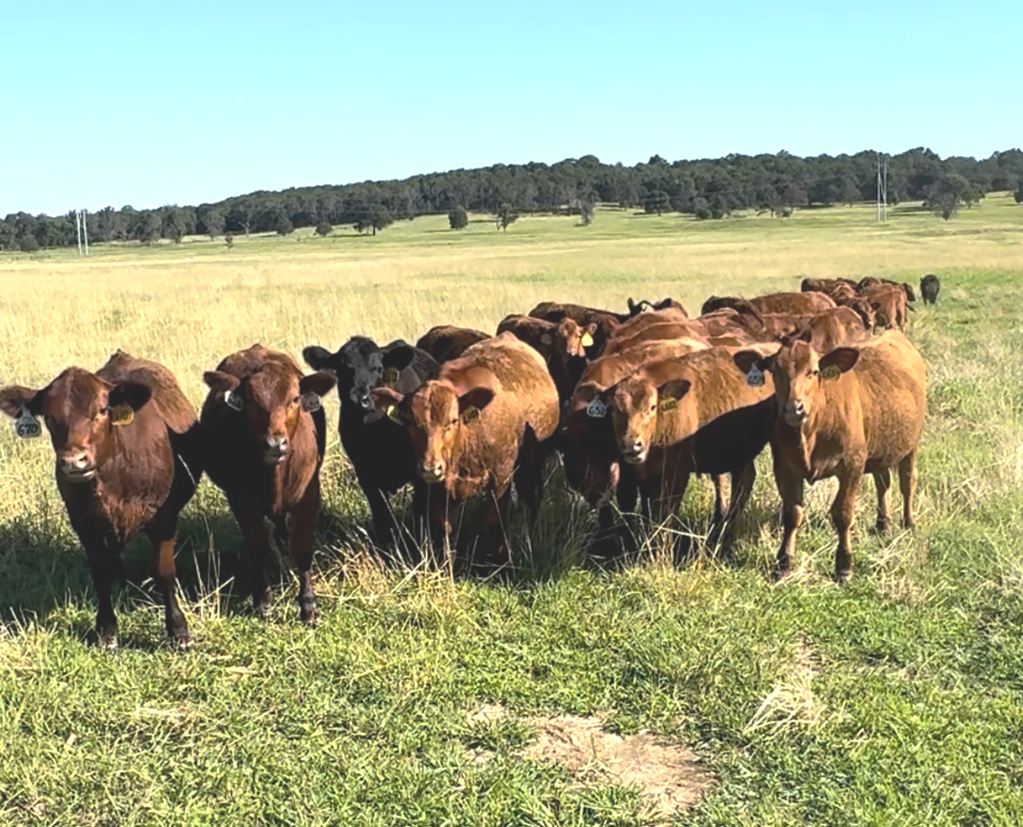 Cattle Range Listing Photo