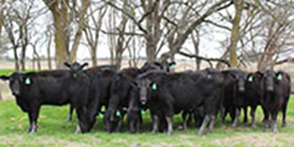 12 Angus Bred Heifers... Central TX