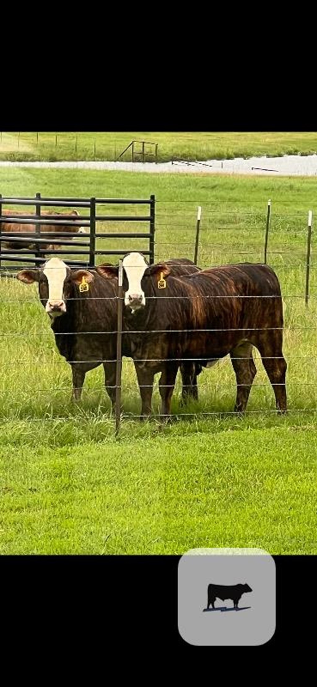 Cattle Range Listing Photo