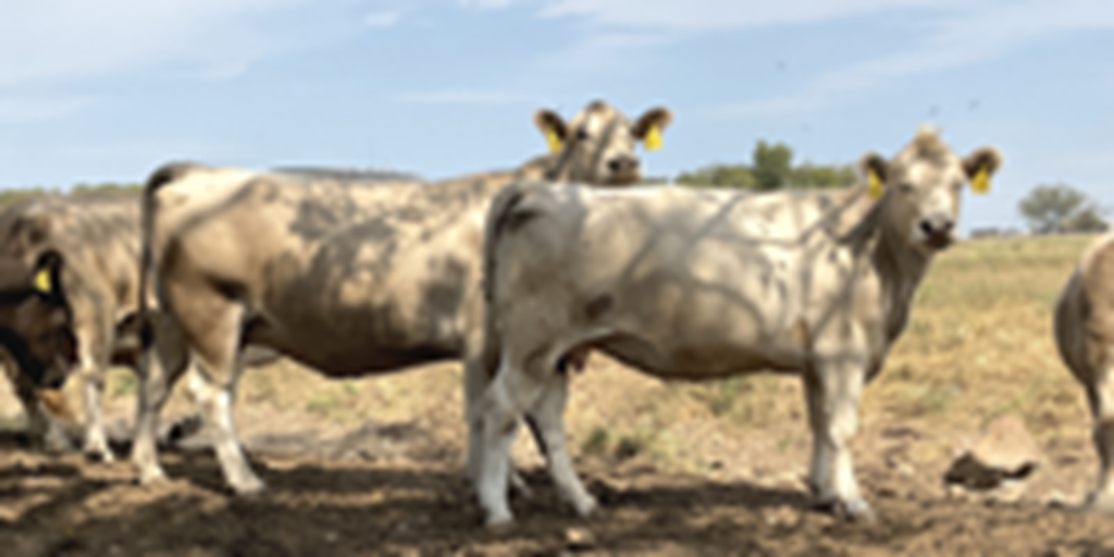 17 Charolais Cross Cows... Southwest MO