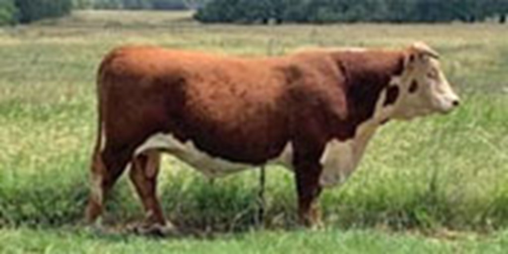 10 Reg. Hereford Bulls...  S. Central TX