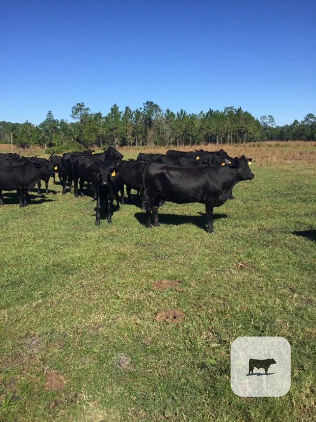 Cattle Range Listing Photo