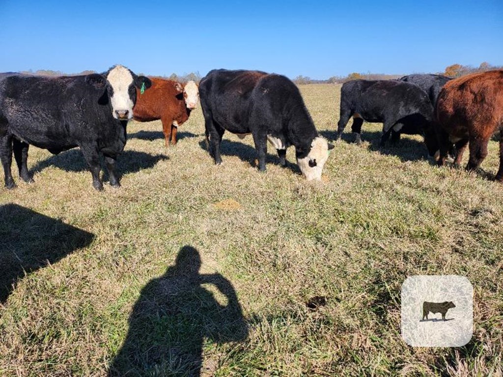 Cattle Range Listing Photo