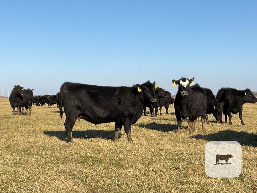 Cattle Range Listing Photo