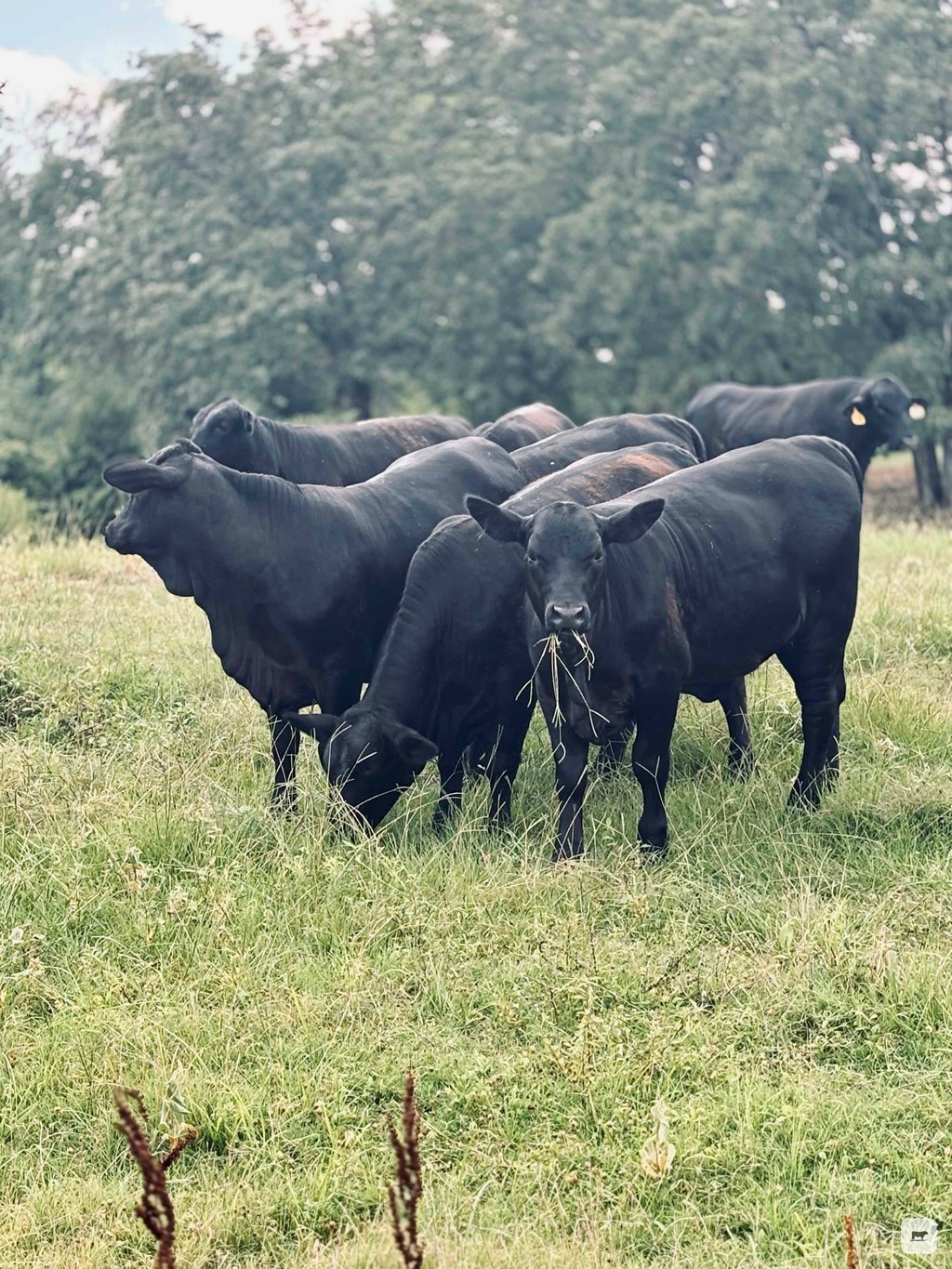 Cattle Range Listing Photo