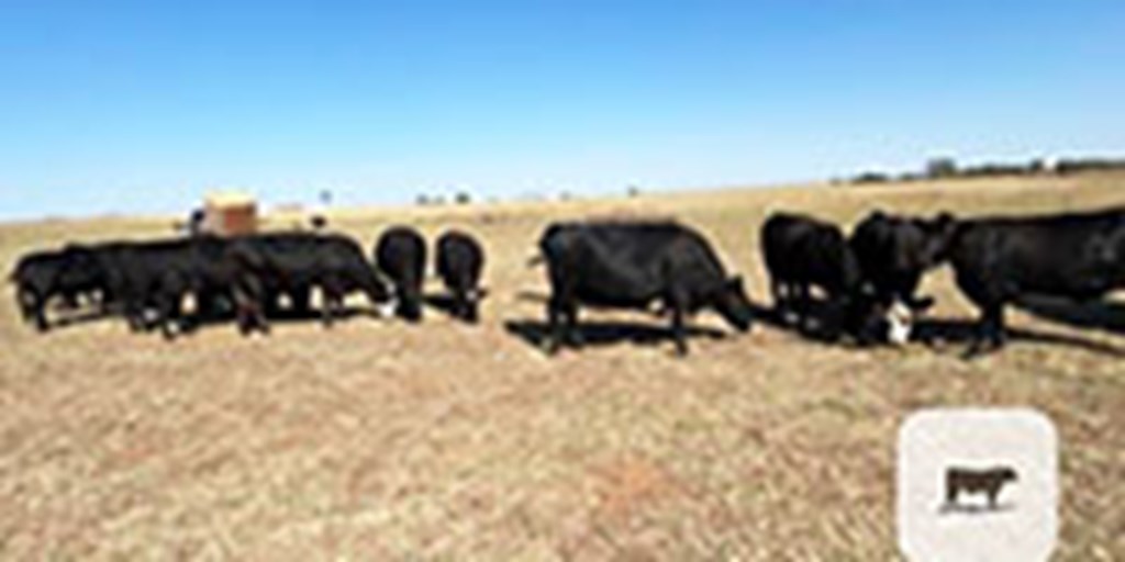 15 Angus Cows w/ 3+ Calves... W. Central OK