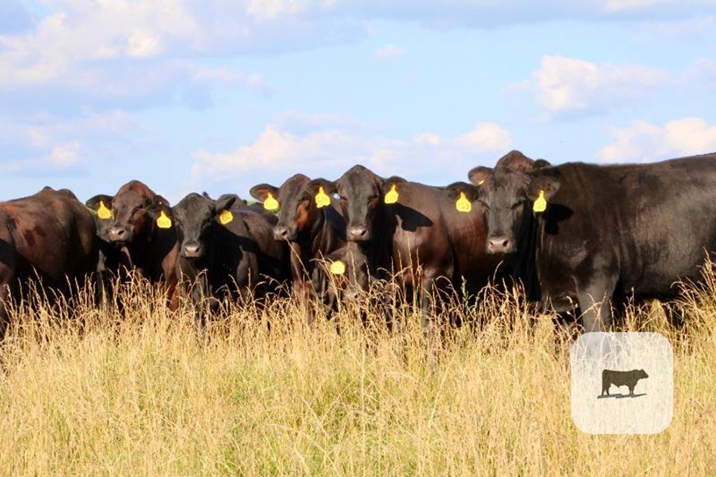 Cattle Range Listing Photo